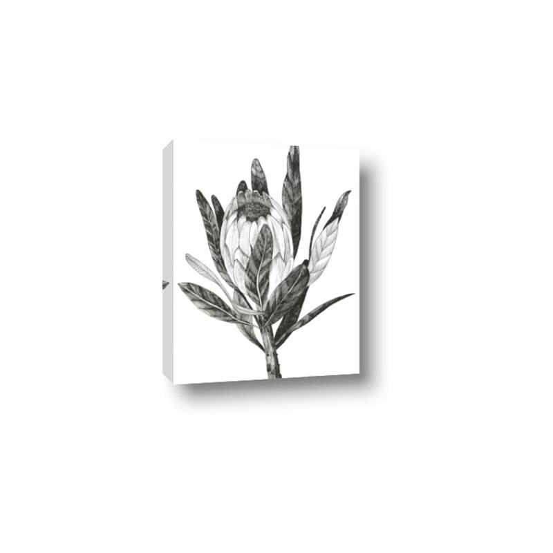 Picture of Spring Magnolia Blossoms _GroupedProduct_Rectangle_Portrait_Canvas_