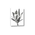 Picture of Spring Magnolia Blossoms _GroupedProduct_Rectangle_Portrait_Canvas_