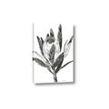 Picture of Spring Magnolia Blossoms _GroupedProduct_Rectangle_Portrait_Canvas_
