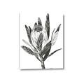 Picture of Spring Magnolia Blossoms _GroupedProduct_Rectangle_Portrait_Canvas_