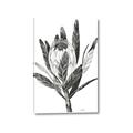 Picture of Spring Magnolia Blossoms _GroupedProduct_Rectangle_Portrait_Canvas_