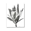 Picture of Spring Magnolia Blossoms _GroupedProduct_Rectangle_Portrait_Canvas_