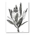Picture of Spring Magnolia Blossoms _GroupedProduct_Rectangle_Portrait_Canvas_