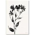 Picture of Black flower II (Ink border black ) _GroupedProduct_Rectangle_Portrait_Canvas_