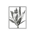 Picture of Spring Magnolia Blossoms _GroupedProduct_Rectangle_Portrait_Canvas_Framed_
