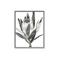 Picture of Spring Magnolia Blossoms _GroupedProduct_Rectangle_Portrait_Canvas_Framed_