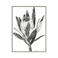 Picture of Spring Magnolia Blossoms _GroupedProduct_Rectangle_Portrait_Canvas_Framed_