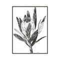 Picture of Spring Magnolia Blossoms _GroupedProduct_Rectangle_Portrait_Canvas_Framed_