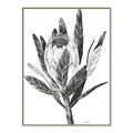 Picture of Spring Magnolia Blossoms _GroupedProduct_Rectangle_Portrait_Canvas_Framed_
