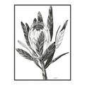 Picture of Spring Magnolia Blossoms _GroupedProduct_Rectangle_Portrait_Canvas_Framed_
