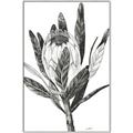 Picture of Spring Magnolia Blossoms _GroupedProduct_Rectangle_Portrait_Canvas_Framed_