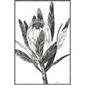 Picture of Spring Magnolia Blossoms _GroupedProduct_Rectangle_Portrait_Canvas_Framed_