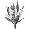 Picture of Spring Magnolia Blossoms _GroupedProduct_Rectangle_Portrait_Canvas_Framed_