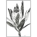 Picture of Spring Magnolia Blossoms _GroupedProduct_Rectangle_Portrait_Canvas_Framed_