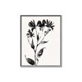 Picture of Black flower II (Ink border black ) _GroupedProduct_Rectangle_Portrait_Canvas_Framed_