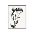 Picture of Black flower II (Ink border black ) _GroupedProduct_Rectangle_Portrait_Canvas_Framed_