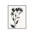 Picture of Black flower II (Ink border black ) _GroupedProduct_Rectangle_Portrait_Canvas_Framed_