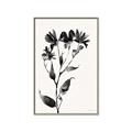 Picture of Black flower II (Ink border black ) _GroupedProduct_Rectangle_Portrait_Canvas_Framed_