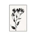 Picture of Black flower II (Ink border black ) _GroupedProduct_Rectangle_Portrait_Canvas_Framed_