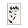 Picture of Black flower II (Ink border black ) _GroupedProduct_Rectangle_Portrait_Canvas_Framed_