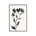 Picture of Black flower II (Ink border black ) _GroupedProduct_Rectangle_Portrait_Canvas_Framed_