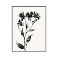 Picture of Black flower II (Ink border black ) _GroupedProduct_Rectangle_Portrait_Canvas_Framed_