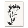 Picture of Black flower II (Ink border black ) _GroupedProduct_Rectangle_Portrait_Canvas_Framed_