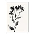 Picture of Black flower II (Ink border black ) _GroupedProduct_Rectangle_Portrait_Canvas_Framed_