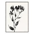Picture of Black flower II (Ink border black ) _GroupedProduct_Rectangle_Portrait_Canvas_Framed_