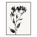 Picture of Black flower II (Ink border black ) _GroupedProduct_Rectangle_Portrait_Canvas_Framed_