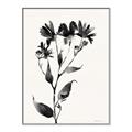 Picture of Black flower II (Ink border black ) _GroupedProduct_Rectangle_Portrait_Canvas_Framed_