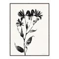 Picture of Black flower II (Ink border black ) _GroupedProduct_Rectangle_Portrait_Canvas_Framed_