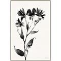 Picture of Black flower II (Ink border black ) _GroupedProduct_Rectangle_Portrait_Canvas_Framed_