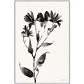 Picture of Black flower II (Ink border black ) _GroupedProduct_Rectangle_Portrait_Canvas_Framed_