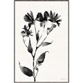 Picture of Black flower II (Ink border black ) _GroupedProduct_Rectangle_Portrait_Canvas_Framed_