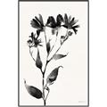 Picture of Black flower II (Ink border black ) _GroupedProduct_Rectangle_Portrait_Canvas_Framed_