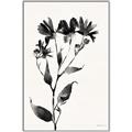 Picture of Black flower II (Ink border black ) _GroupedProduct_Rectangle_Portrait_Canvas_Framed_