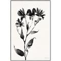 Picture of Black flower II (Ink border black ) _GroupedProduct_Rectangle_Portrait_Canvas_Framed_