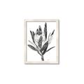 Picture of Spring Magnolia Blossoms _GroupedProduct_Rectangle_Portrait_Framed_Matted_