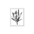 Picture of Spring Magnolia Blossoms _GroupedProduct_Rectangle_Portrait_Framed_Matted_
