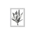 Picture of Spring Magnolia Blossoms _GroupedProduct_Rectangle_Portrait_Framed_Matted_