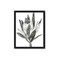 Picture of Spring Magnolia Blossoms _GroupedProduct_Rectangle_Portrait_Framed_Matted_