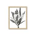 Picture of Spring Magnolia Blossoms _GroupedProduct_Rectangle_Portrait_Framed_Matted_