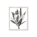 Picture of Spring Magnolia Blossoms _GroupedProduct_Rectangle_Portrait_Framed_Matted_