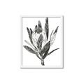Picture of Spring Magnolia Blossoms _GroupedProduct_Rectangle_Portrait_Framed_Matted_