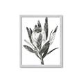 Picture of Spring Magnolia Blossoms _GroupedProduct_Rectangle_Portrait_Framed_Matted_