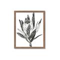 Picture of Spring Magnolia Blossoms _GroupedProduct_Rectangle_Portrait_Framed_Matted_