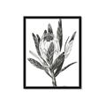 Picture of Spring Magnolia Blossoms _GroupedProduct_Rectangle_Portrait_Framed_Matted_