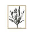 Picture of Spring Magnolia Blossoms _GroupedProduct_Rectangle_Portrait_Framed_Matted_