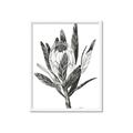 Picture of Spring Magnolia Blossoms _GroupedProduct_Rectangle_Portrait_Framed_Matted_